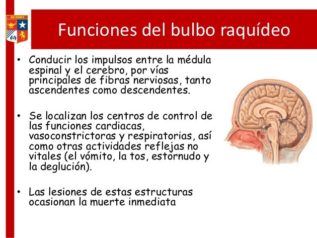 Sistema Nervioso Parte 2