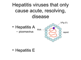 Hepatitis viruses that only
 cause acute, resolving,
         disease

• Hepatitis A
  – picornavirus




• Hepatitis E
 