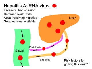 Hepatitis A: RNA virus
Fecal/oral transmission
Common world-wide
Acute resolving hepatitis                  Liver
Good vaccine available




                   Portal vein
        Bowel

                            Bile duct   Risk factors for
                                        getting this virus?
 