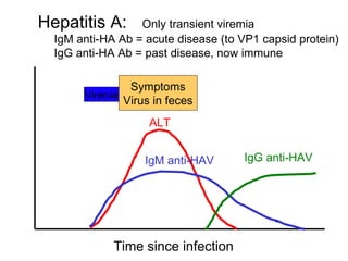 Hepatitis A:      Only transient viremia
  IgM anti-HA Ab = acute disease (to VP1 capsid protein)
  IgG anti-HA Ab = past disease, now immune

                Symptoms
       Viremia
               Virus in feces
                    ALT


                   IgM anti-HAV       IgG anti-HAV




             Time since infection
 