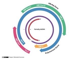 T4taylor, Wikimedia Commons
 