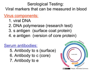 Serological Testing:
Viral markers that can be measured in blood
Virus components:
   1. viral DNA
   2. DNA polymerase (research test)
   3. s antigen (surface coat protein)
   4. e antigen (version of core protein)

Serum antibodies:
  5. Antibody to s (surface)
  6. Antibody to c (core)
  7. Antibody to e
                                     T4taylor, Wikimedia Commons
 
