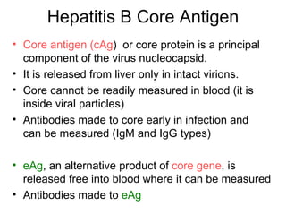 Hepatitis B Core Antigen
• Core antigen (cAg) or core protein is a principal
  component of the virus nucleocapsid.
• It is released from liver only in intact virions.
• Core cannot be readily measured in blood (it is
  inside viral particles)
• Antibodies made to core early in infection and
  can be measured (IgM and IgG types)

• eAg, an alternative product of core gene, is
  released free into blood where it can be measured
• Antibodies made to eAg
 