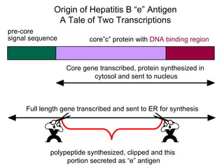 Origin of Hepatitis B “e” Antigen
               A Tale of Two Transcriptions
pre-core
signal sequence          core”c” protein with DNA binding region



                  Core gene transcribed, protein synthesized in
                          cytosol and sent to nucleus



     Full length gene transcribed and sent to ER for synthesis




             polypeptide synthesized, clipped and this
                  portion secreted as “e” antigen
 