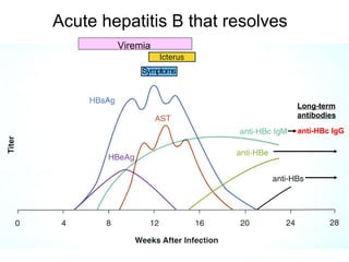 Acute hepatitis B that resolves
        Viremia




                                  Long-term
                                  antibodies

                                  anti-HBc IgG
 