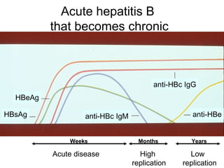 Acute hepatitis B
          that becomes chronic



                                        anti-HBc IgG
  HBeAg

HBsAg              anti-HBc IgM                    anti-HBe


              Weeks                 Months        Years

          Acute disease             High          Low
                                  replication   replication
 