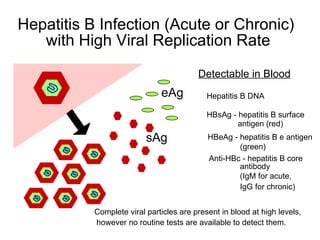 Hepatitis B Infection (Acute or Chronic)
   with High Viral Replication Rate
                                         Detectable in Blood
                              eAg           Hepatitis B DNA

                                            HBsAg - hepatitis B surface
                                                    antigen (red)
                          sAg               HBeAg - hepatitis B e antigen
                                                    (green)
                                            Anti-HBc - hepatitis B core
                                                    antibody
                                                    (IgM for acute,
                                                    IgG for chronic)


           Complete viral particles are present in blood at high levels,
           however no routine tests are available to detect them.
 