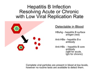 Hepatitis B Infection
 Resolving Acute or Chronic
with Low Viral Replication Rate
                                Detectable in Blood
                                HBsAg - hepatitis B surface
                                         antigen (red)

                                Anti-HBe - hepatitis B e
                                         antibody

                                Anti-HBc - hepatitis B core
                                         antibody
                                         (IgM for acute,
                                         IgG for chronic)



    Complete viral particles are present in blood at low levels,
    however no routine tests are available to detect them.
 