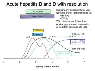 Acute hepatitis B and D with resolution
                       Similar early appearance of viral
                       genome and of IgM antibodies to:
                           HBV cAg
                           HDV Ag
                       With disease resolution, loss
                       of viral genome and conversion
                       of both IgM antibodies to IgG
 