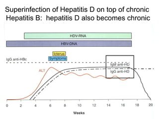 Superinfection of Hepatitis D on top of chronic
Hepatitis B: hepatitis D also becomes chronic
 