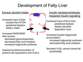 Development of Fatty Liver
Excess alcohol intake                    Insulin resistance/obesity
                                         Impaired insulin signaling
Increased input of fuel:
                                       Increased input of fat to liver:
    acetate from ETOH
                                               peripheral lipolysis
    peripheral lipolysis
                                               dietary fat/carbs
    dietary intake
                                               lipoprotein input
Increased NADH/NAD
                                       Increased hepatic triglyceride
ratio causes:
                                       accumulation:
   decreased gluconeogenesis
                                          increased triglyceride synthesis
   decreased fatty acid oxidation
                                          decreased fatty acid oxidation
   increased triglyceride synthesis
                                       Secreted VLDL cannot unload fat
Impaired synthesis/secretion of
                                         peripherally
proteins like lipoproteins and VLDLs
 