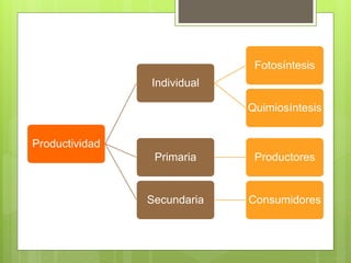 Productividad 
Individual 
Fotosíntesis 
Quimiosíntesis 
Primaria Productores 
Secundaria Consumidores 
 