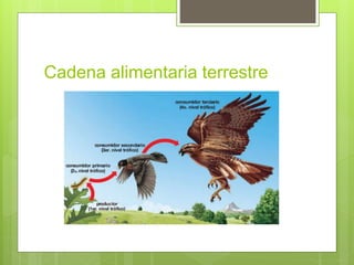 Cadena alimentaria terrestre 
 