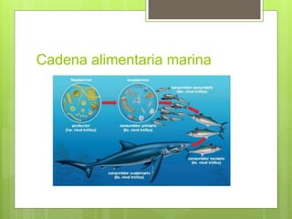 Cadena alimentaria marina 
 