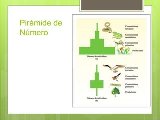 Pirámide de 
Número 
 