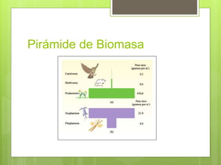 Pirámide de Biomasa 
 