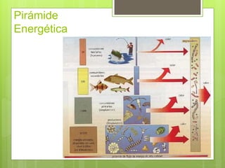 Pirámide 
Energética 
 