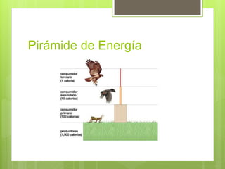 Pirámide de Energía 
 