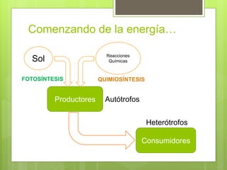 Comenzando de la energía… 
Sol Reacciones 
Productores 
Químicas 
FOTOSÍNTESIS QUIMIOSÍNTESIS 
Consumidores 
Autótrofos 
Heterótrofos 
 