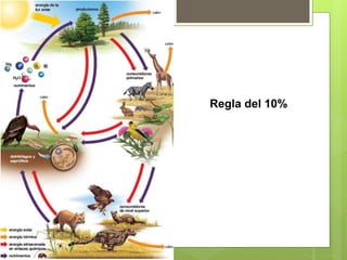 Regla del 10% 
 