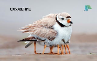 Истинная сущность лидерства