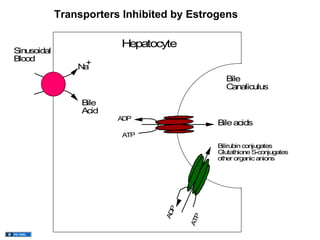 Transporters Inhibited by Estrogens

                         Hepatocyte
Sinusoidal
Blood
                 N+
                  a
                                                Bile
                                                Canaliculus

                  Bile
                  Acid
                         ADP
                                              Bile acids
                         ATP
                                              Bilirubin conjugates
                                              G lutathione S-conjugates
                                              other organic anions

                                    P
                                  AD



                                          P
                                        AT
 