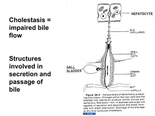Cholestasis =
impaired bile
flow


Structures
involved in
secretion and
passage of
bile
 