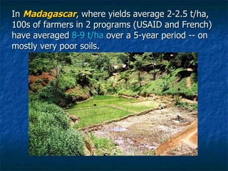 In  Madagascar , where yields average 2-2.5 t/ha, 100s of farmers in 2 programs (USAID and French) have averaged  8-9 t/ha...