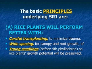 The basic  PRINCIPLES underlying SRI are:  <ul><li>(A) RICE  PLANTS  WILL PERFORM BETTER WITH: </li></ul><ul><li>Careful t...
