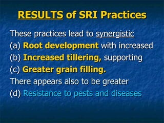 RESULTS  of SRI Practices <ul><li>These practices lead to  synergistic   </li></ul><ul><li>(a)  Root development   with in...