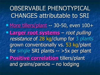 OBSERVABLE PHENOTYPICAL CHANGES attributable to SRI <ul><li>More tillers/plant   -- 30-50, even 100+ </li></ul><ul><li>Lar...