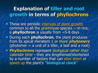 Explanation of  tiller and root growth  in terms of  phyllochrons <ul><li>These are periodic  intervals of plant growth  c...