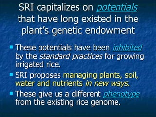 SRI capitalizes on  potentials  that have long existed in the plant’s genetic endowment <ul><li>These potentials  have bee...