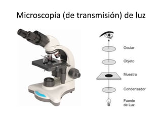 Microscopía (de transmisión) de luz
 
