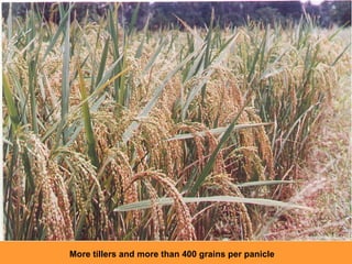 More tillers and more than 400 grains per panicle 