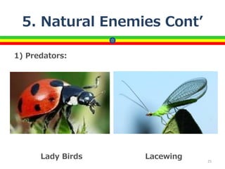 5. Natural Enemies Cont’
1) Predators:
25
Lady Birds Lacewing
 