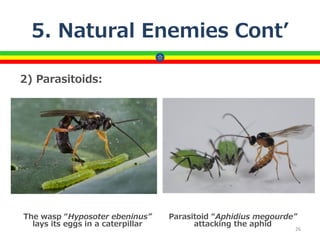 5. Natural Enemies Cont’
2) Parasitoids:
26
The wasp “Hyposoter ebeninus”
lays its eggs in a caterpillar
Parasitoid “Aphidius megourde”
attacking the aphid
 