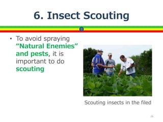 6. Insect Scouting
• To avoid spraying
“Natural Enemies”
and pests, it is
important to do
scouting
29
Scouting insects in the filed
 