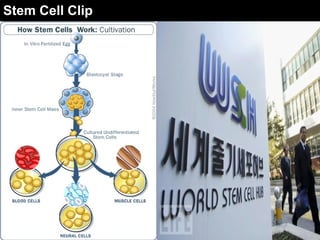 Stem Cell Clip 