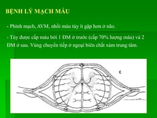 BỆNH LÝ MẠCH MÁU
- Phình mạch, AVM, nhồi máu tủy ít gặp hơn ở não.
- Tủy được cấp máu bởi 1 ĐM ở trước (cấp 70% lượng máu) và 2
ĐM ở sau. Vùng chuyển tiếp ở ngoại biên chất xám trung tâm.
 