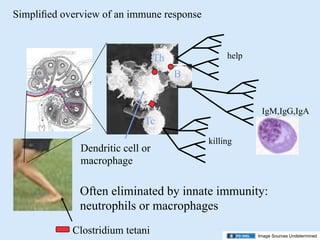 02.09.09(a): Case Study: Type I Diabetes Overview of Immune Response | PPT