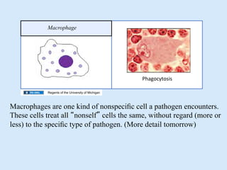 02.09.09(a): Case Study: Type I Diabetes Overview of Immune Response | PPT