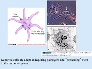 02.09.09(a): Case Study: Type I Diabetes Overview of Immune Response | PPT