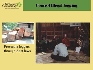Control Illegal loggingControl Illegal logging
Prosecute loggers
through Adat laws
 