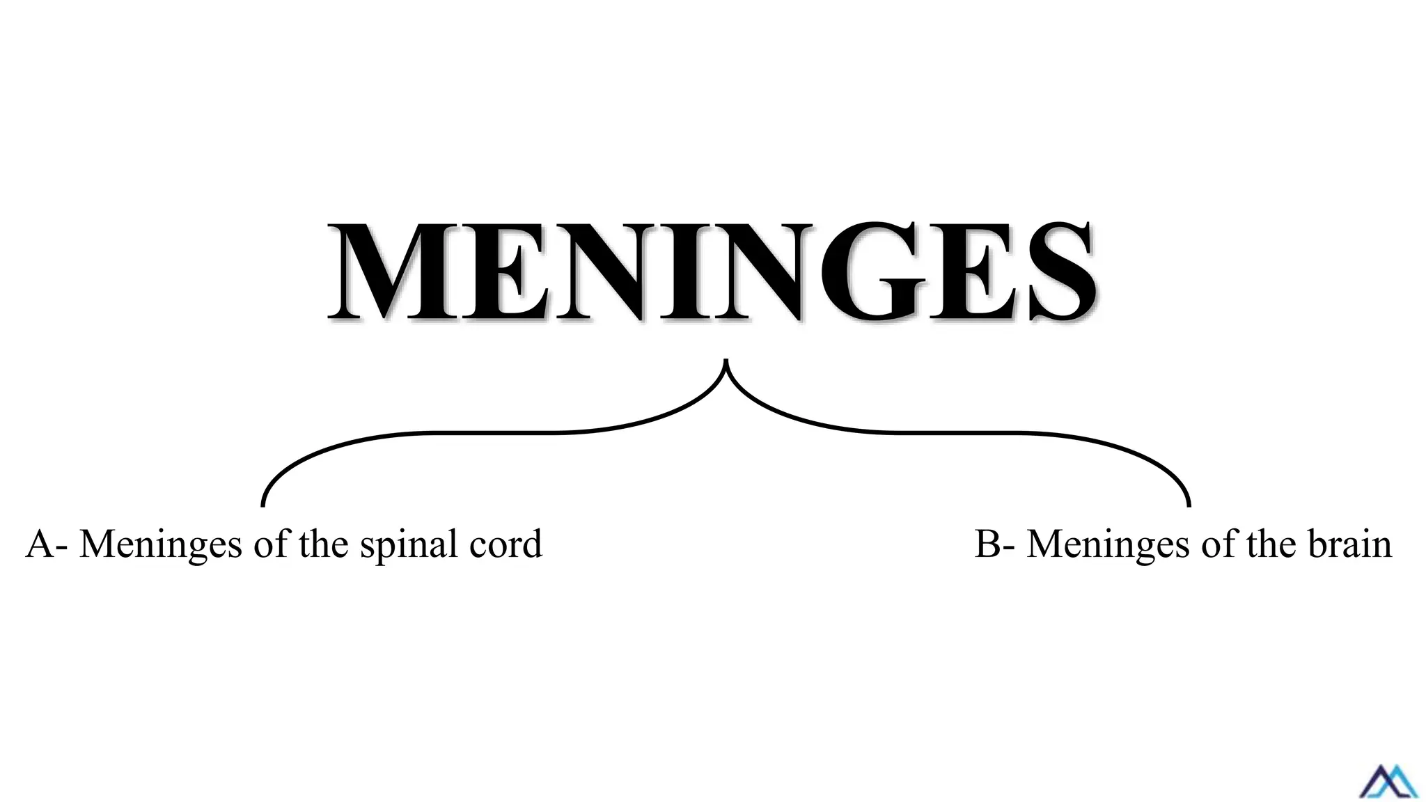 MENINGES
A- Meninges of the spinal cord B- Meninges of the brain
 
