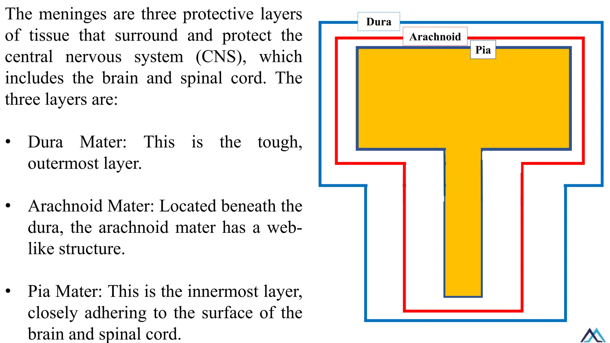 The meninges are three protective layers
of tissue that surround and protect the
central nervous system (CNS), which
includes the brain and spinal cord. The
three layers are:
• Dura Mater: This is the tough,
outermost layer.
• Arachnoid Mater: Located beneath the
dura, the arachnoid mater has a web-
like structure.
• Pia Mater: This is the innermost layer,
closely adhering to the surface of the
brain and spinal cord.
Dura
Arachnoid
Pia
 
