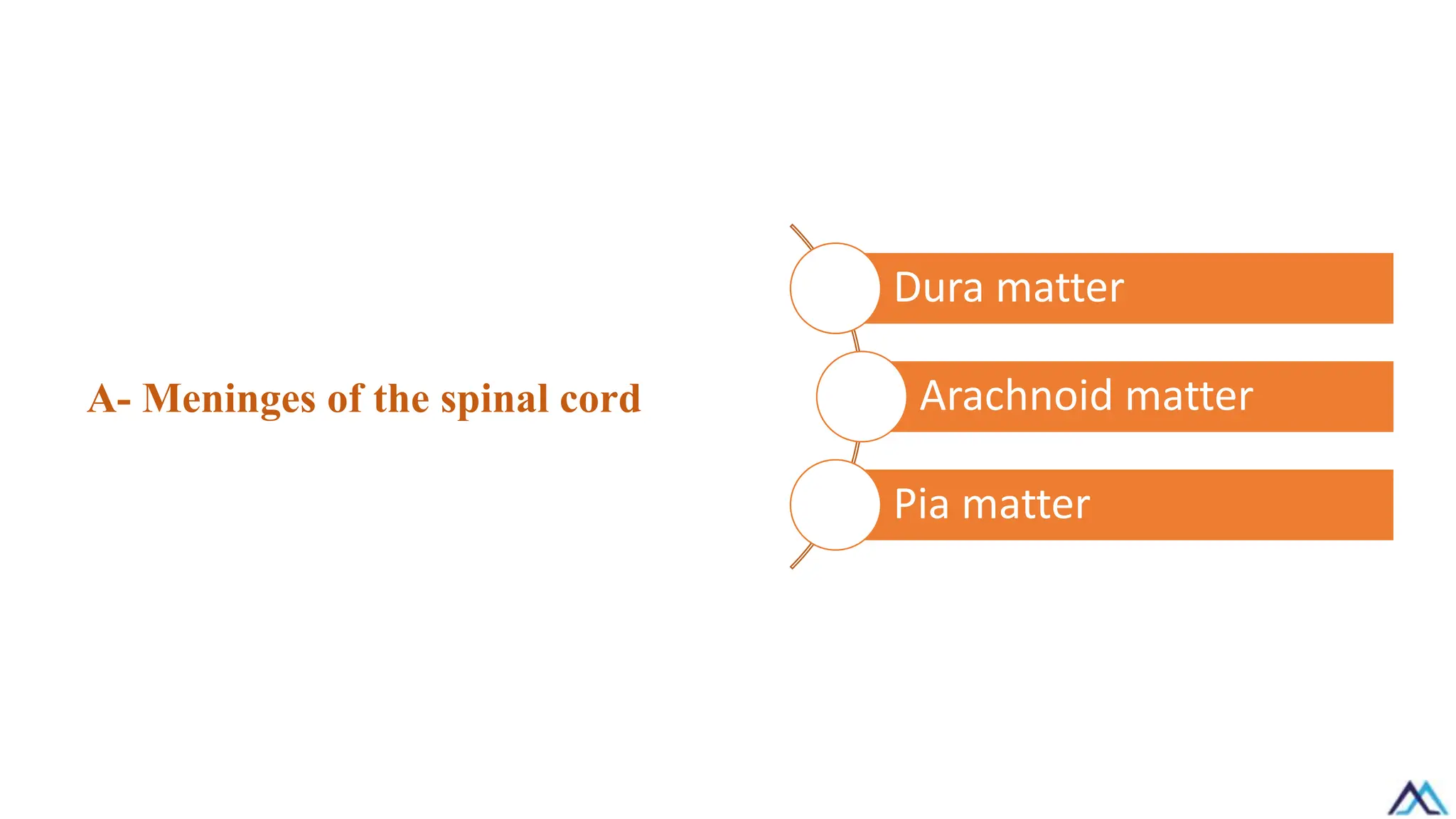 A- Meninges of the spinal cord
Dura matter
Arachnoid matter
Pia matter
 