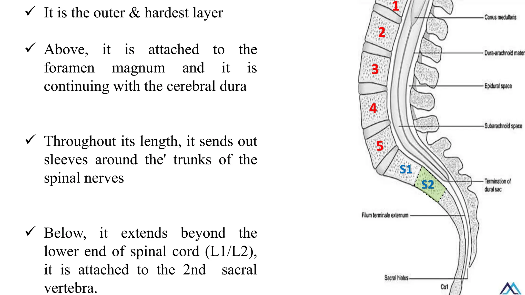 ✓ It is the outer & hardest layer
✓ Above, it is attached to the
foramen magnum and it is
continuing with the cerebral dura
✓ Throughout its length, it sends out
sleeves around the' trunks of the
spinal nerves
✓ Below, it extends beyond the
lower end of spinal cord (L1/L2),
it is attached to the 2nd sacral
vertebra.
1
2
3
5
4
S1
S2
 