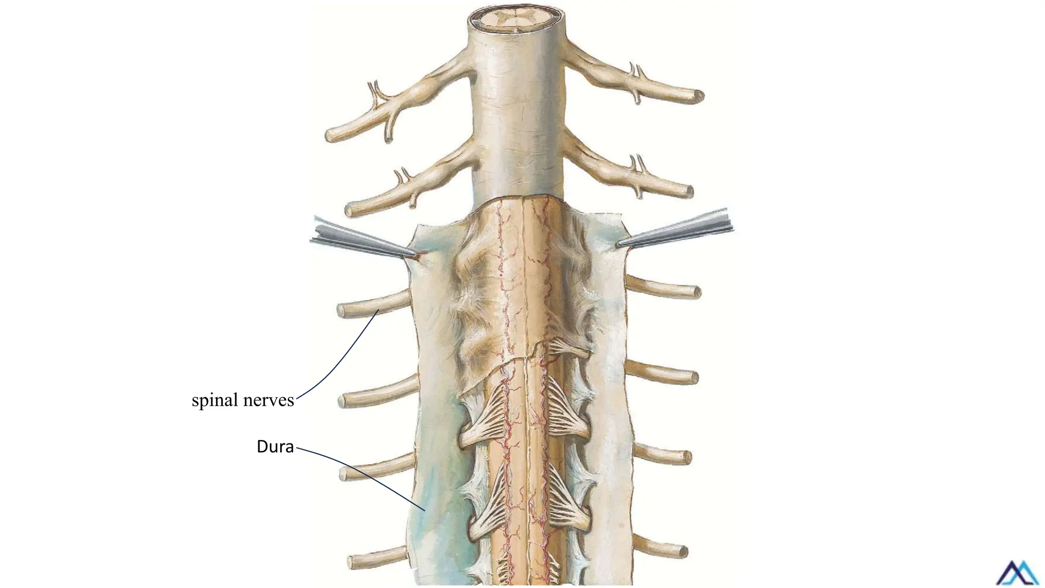spinal nerves
Dura
 