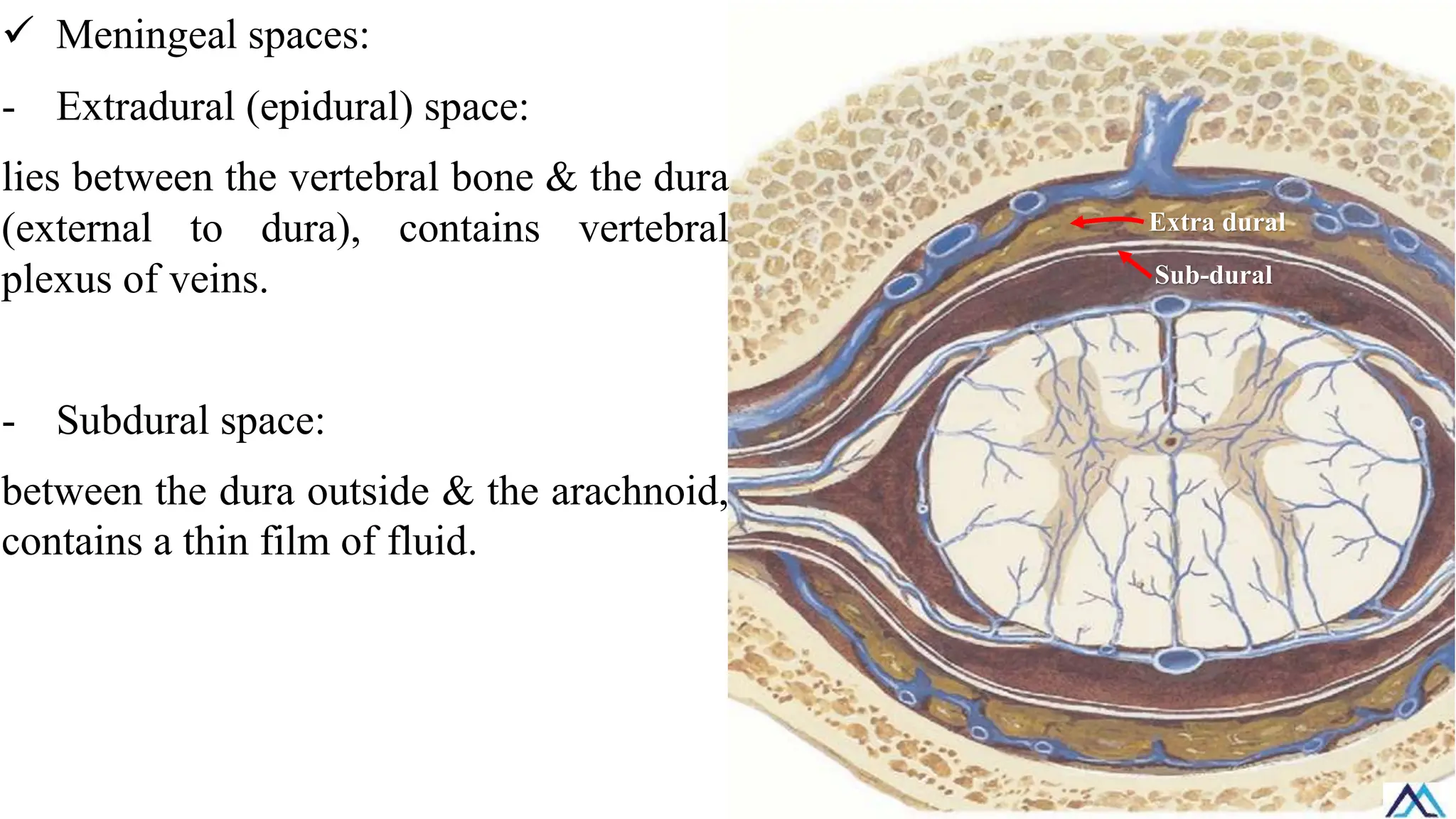✓ Meningeal spaces:
- Extradural (epidural) space:
lies between the vertebral bone & the dura
(external to dura), contains vertebral
plexus of veins.
- Subdural space:
between the dura outside & the arachnoid,
contains a thin film of fluid.
Extra dural
Sub-dural
 